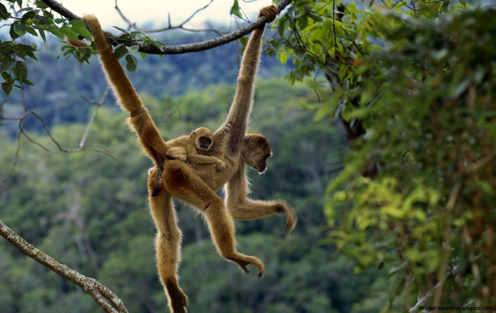 Monkey Wallpapers HD Pictures One HD Wallpaper Pictures Monkey Wallpapers HD Pictures One HD Wallpaper Pictures