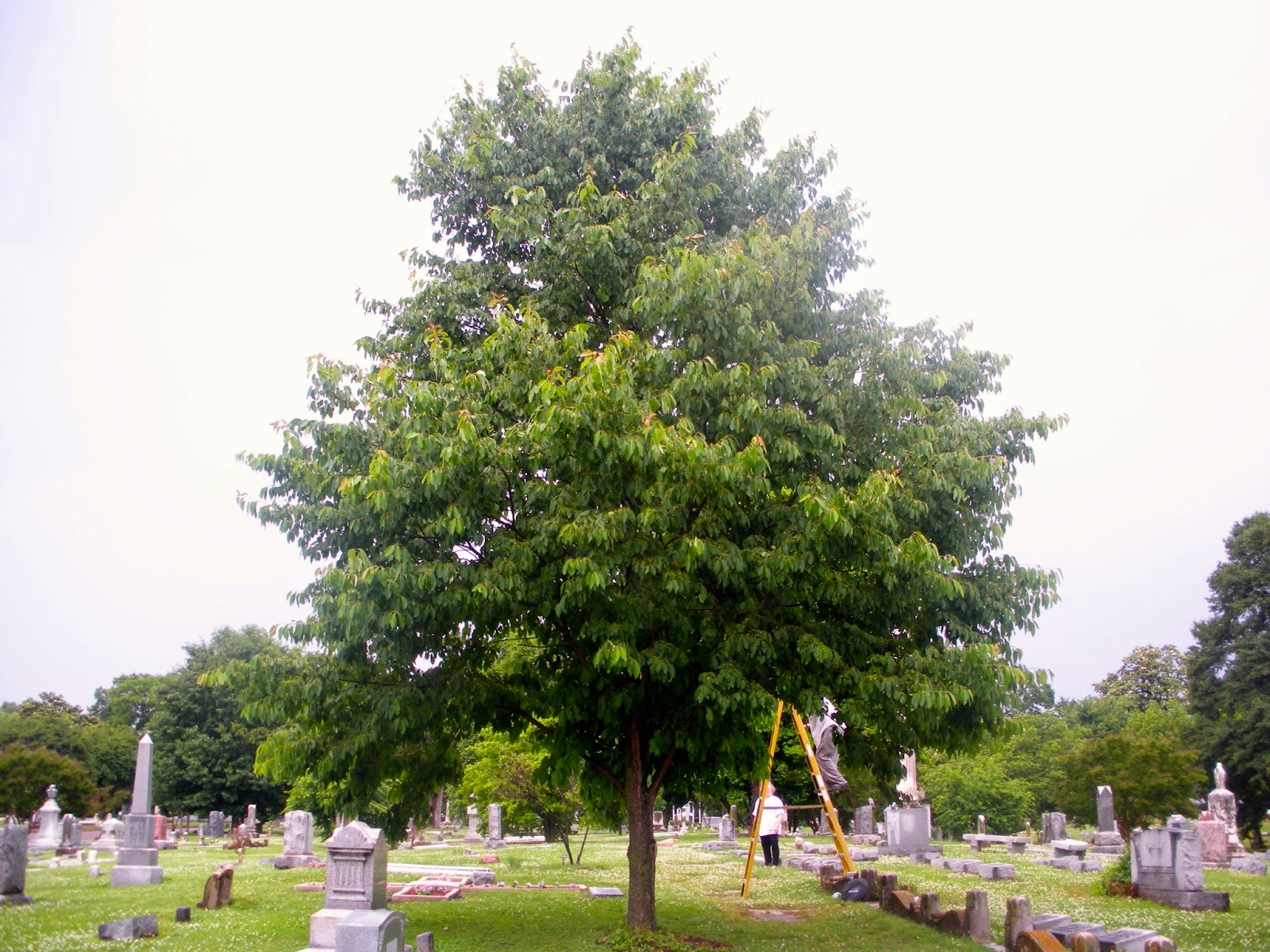 Memphis Trees Elmwood Cemetery Martyr's tree