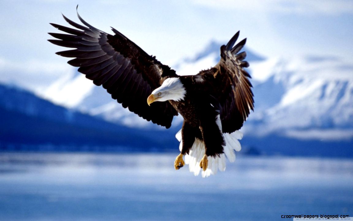Bald Eagle HD desktop wallpaper Widescreen High Definition Bald Eagle HD desktop wallpaper Widescreen High Definition