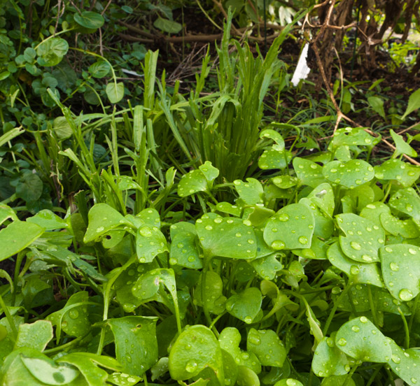miner's lettuce (Claytonia perfoliata), minutina (Plantago coronopus)