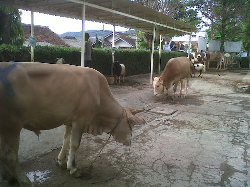 Qurban Yamsik - Happy Eid Al-Adha 1432 H