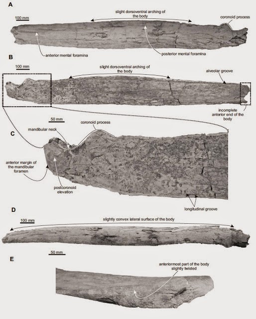 http://sciencythoughts.blogspot.co.uk/2013/08/a-fossil-neobalaenine-whale-from-late.html