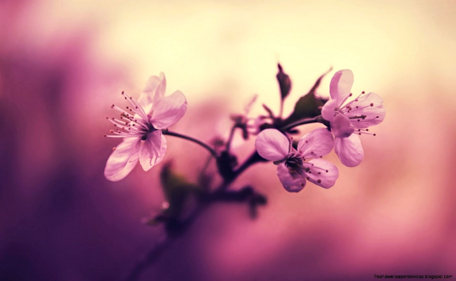 Cherry Branch Flowers Petals Pink HD Wallpaper   FreeWallsUp Cherry Branch Flowers Petals Pink HD Wallpaper   FreeWallsUp