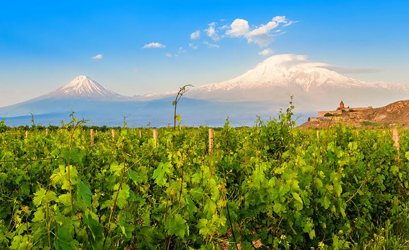 Vineyard with Ararat