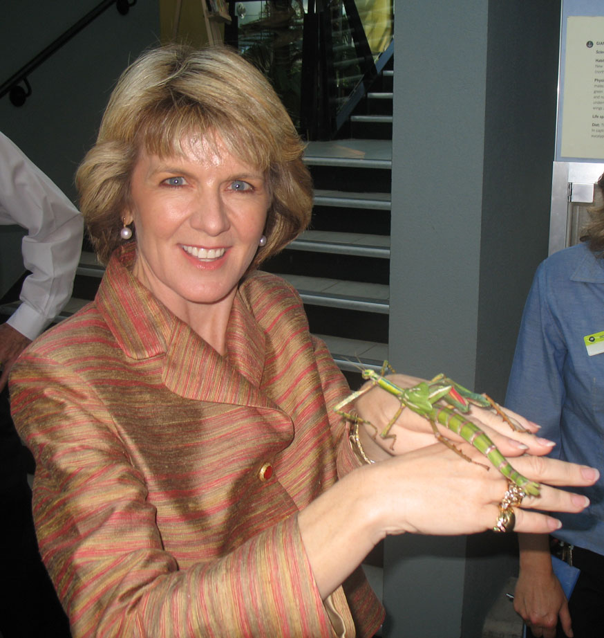 Amazing Stick Insect Giant Stick Bug Facts, Photos, Information