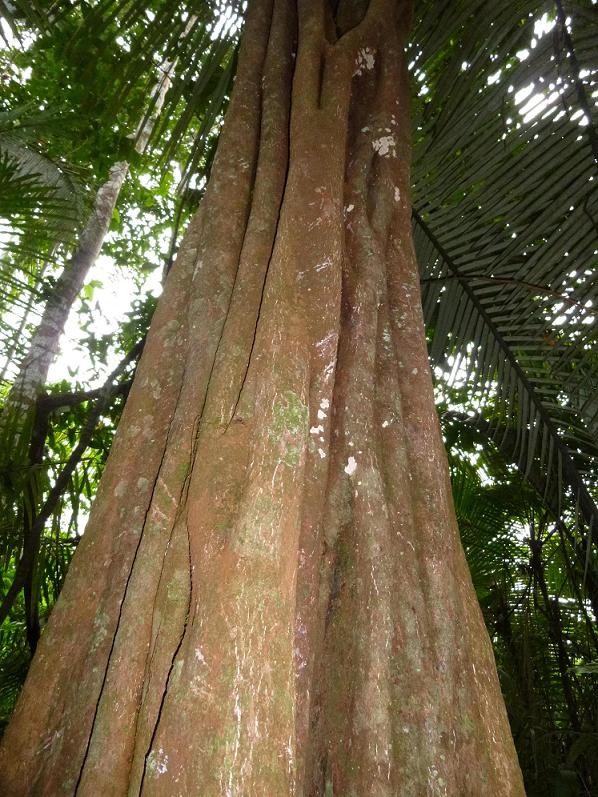 flora 
el shihuahuaco