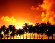 Palm Tree Sunset Landscape Nature Wallpaper 1280x960 px Free Palm Tree Sunset Landscape Nature Wallpaper 1280x960 px Free