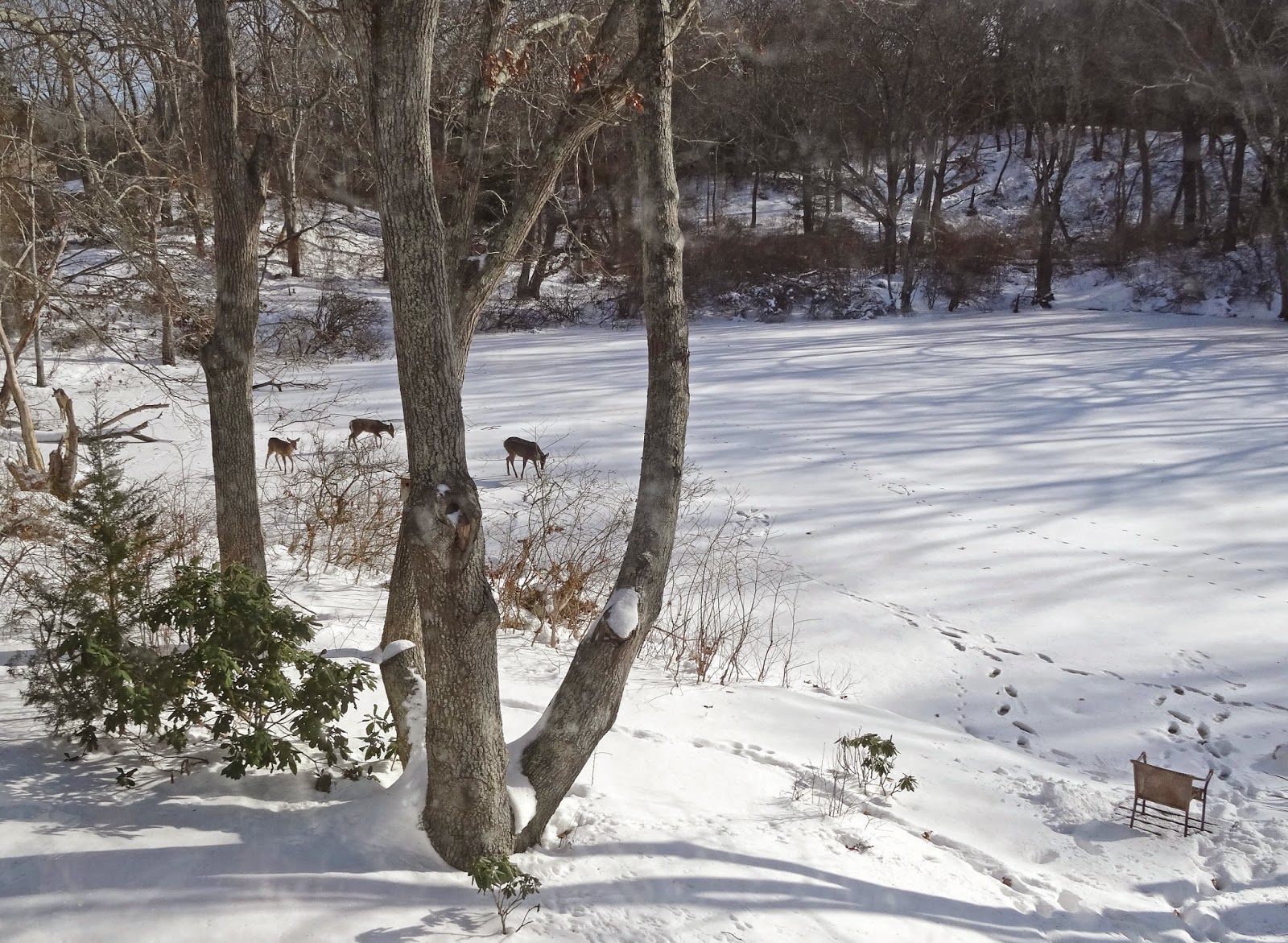 Joe's Retirement Blog Deer, Manomet, Plymouth, Massachusetts, USA