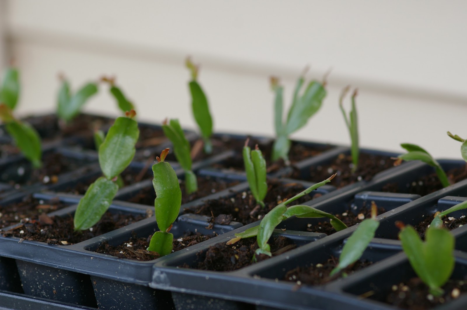 Vita Christmas Cactus Cuttings