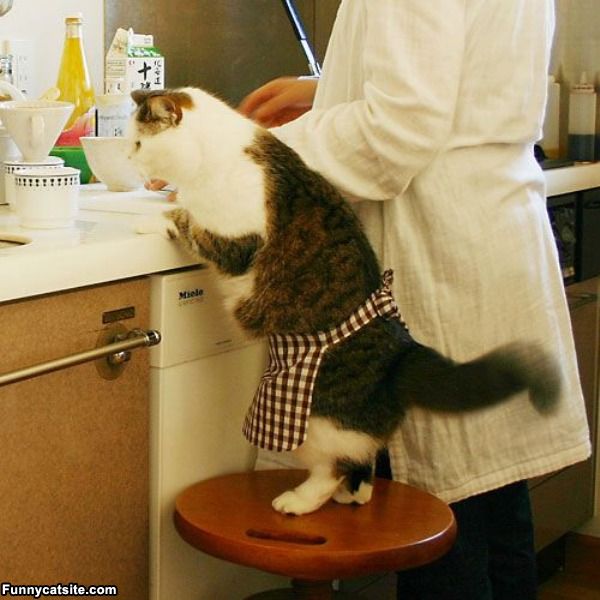 Cooking Funny