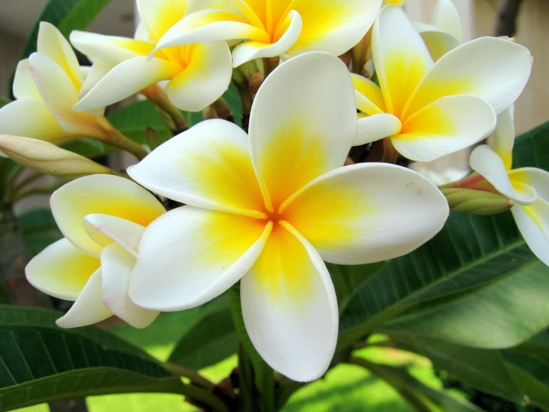Unduh 4000 Wallpaper Bunga Kamboja HD Terbaik Unduh 4000 Wallpaper Bunga Kamboja HD Terbaik
