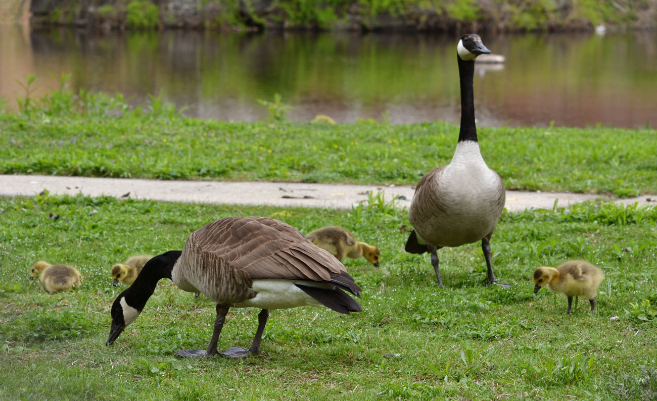 Woods Walks and Wildlife Baby Geese Are Seriously Adorable