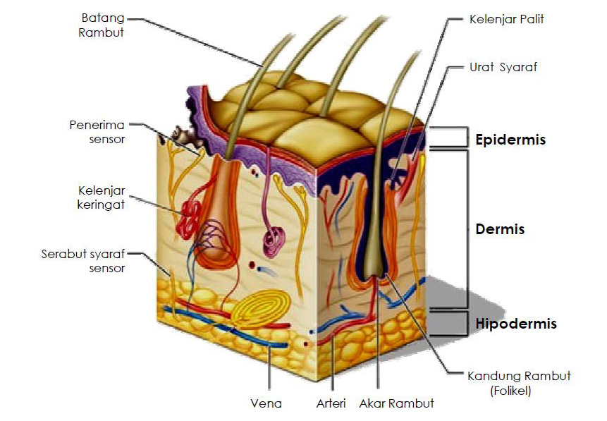 KULIT - Ilmu Fisika and Biologi