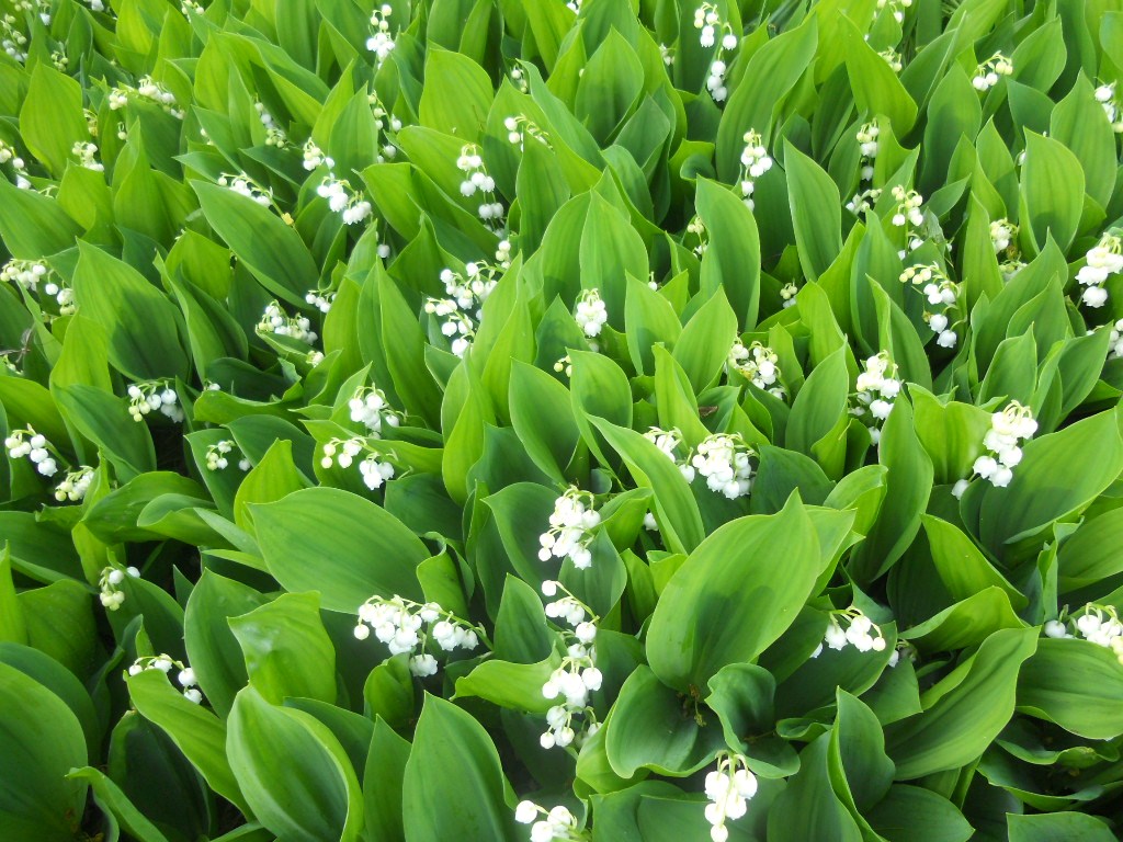 Lily of the Valley Blooms Style and Travel Magazine