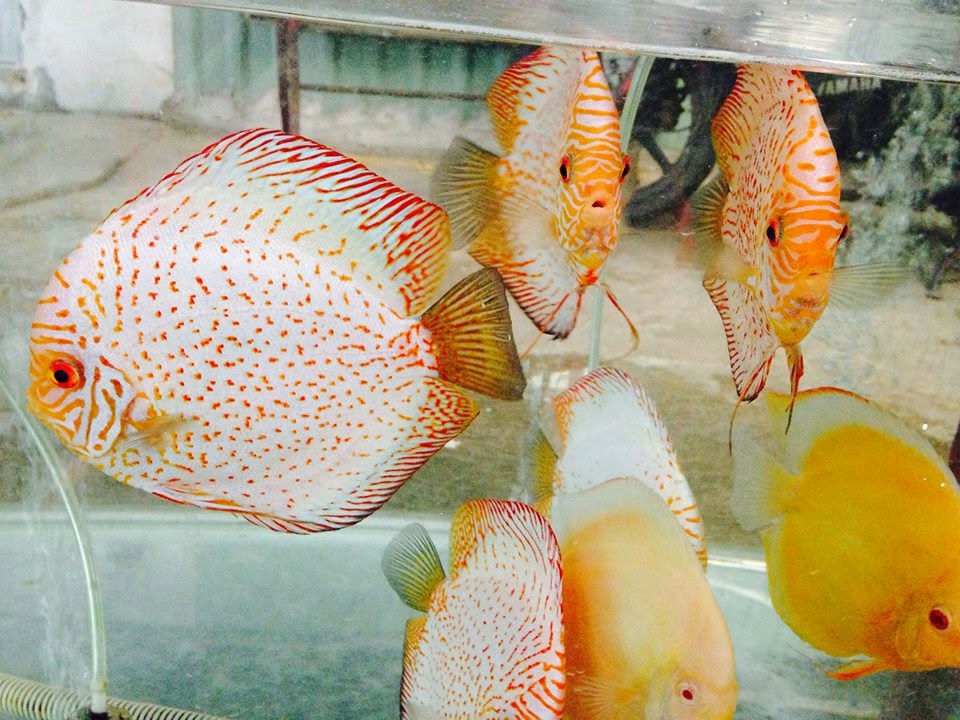 Red pigeon discus 6 inches