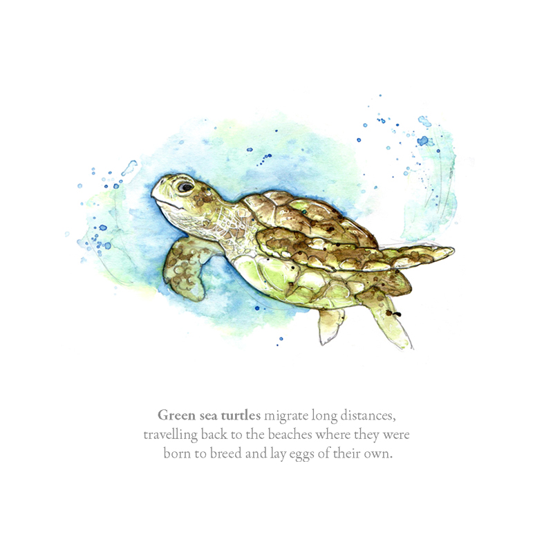 Amy Holliday Illustration : Sealife: Green Sea Turtles // Educational ...