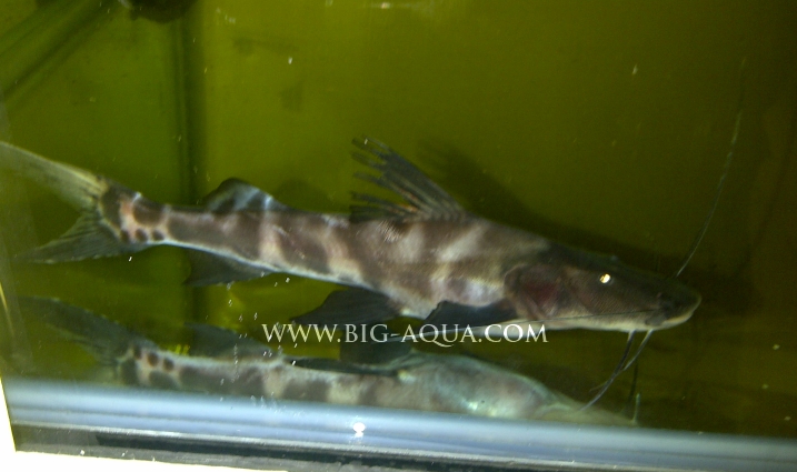 Brachyplatystoma Juruense