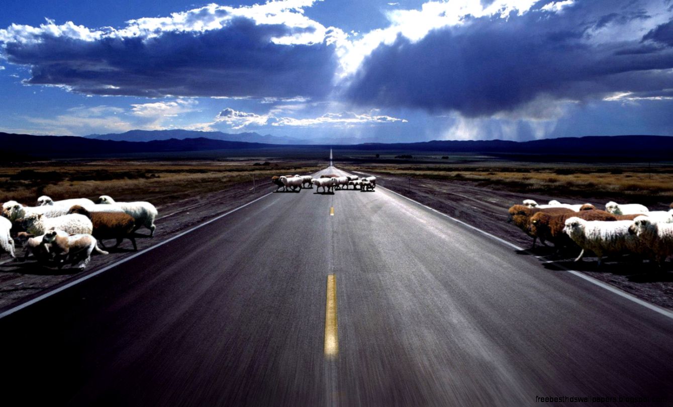 1440x900 Sheep on the road desktop PC and Mac wallpaper 1440x900 Sheep on the road desktop PC and Mac wallpaper