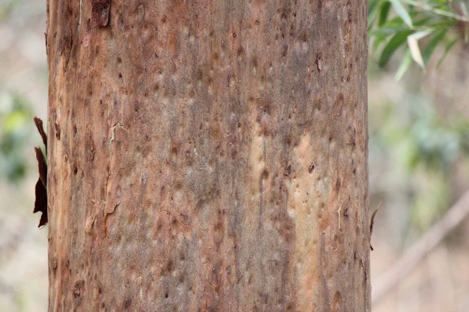 Brisbane Backyard Naturalist Want to know Gum Trees? Part 2