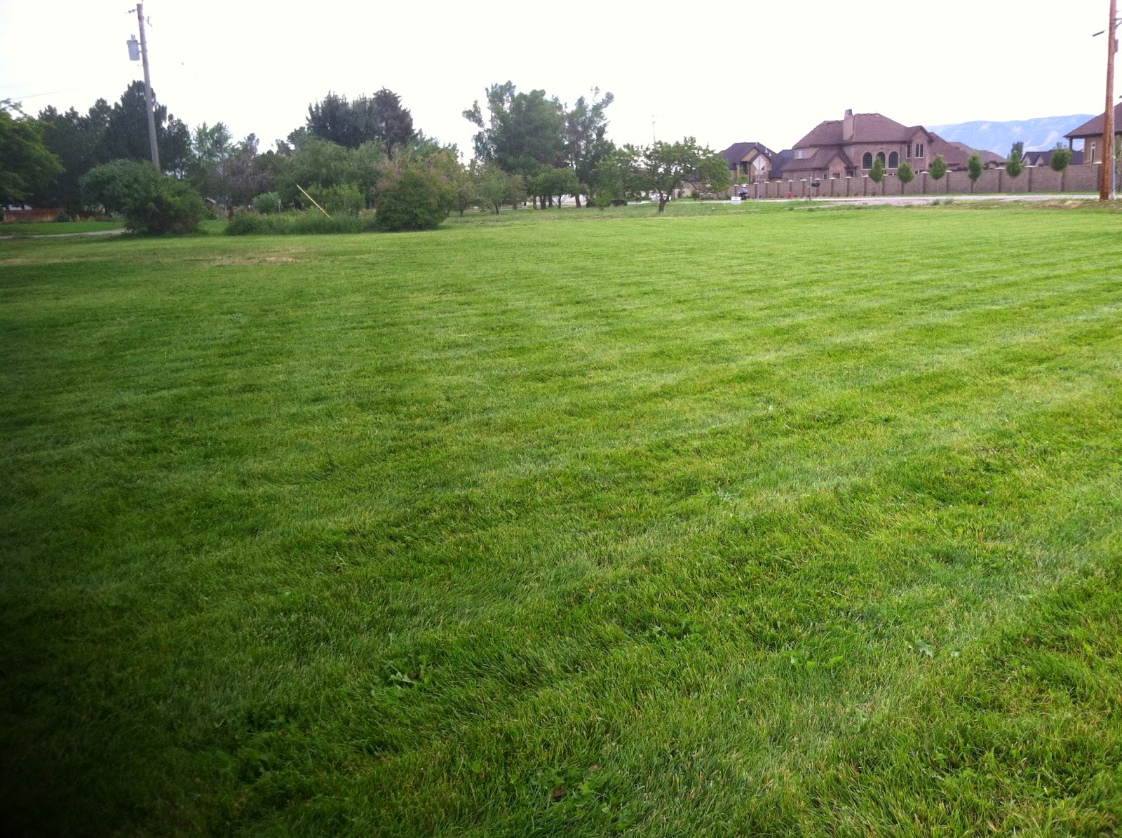 Grow How Sugar from Grass?