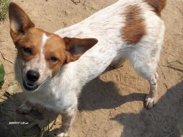 Cowdog Chronicles Chama Amp Other Red Heeler Mixes