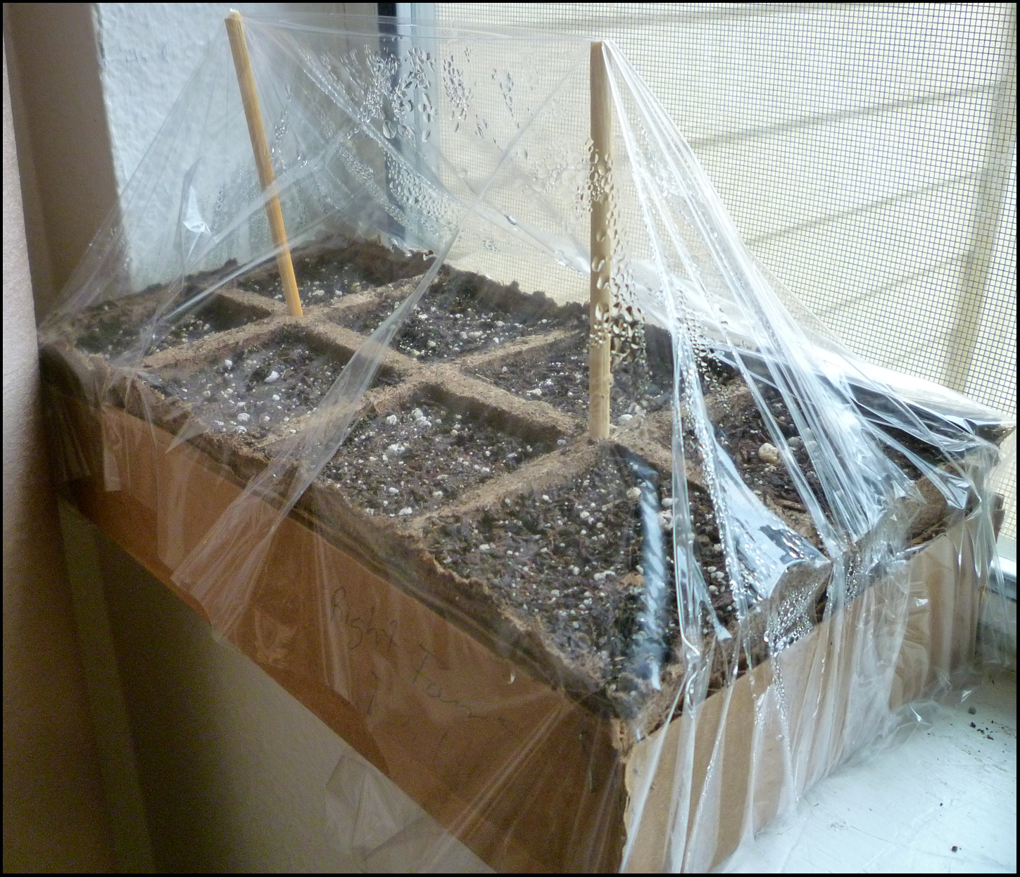 Patio of Pots Planting Basil