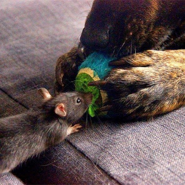 White Wolf This Rescued Pet Rat And Dog Are The Best Buddies Ever