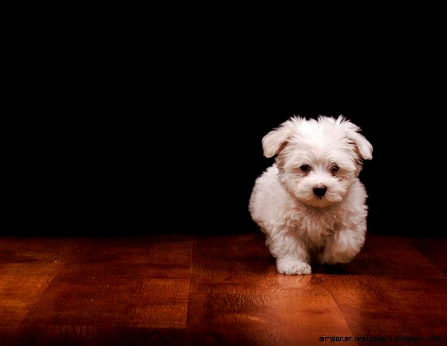 1024x768 how to train small dogs Wallpaper Download 1024x768 how to train small dogs Wallpaper Download