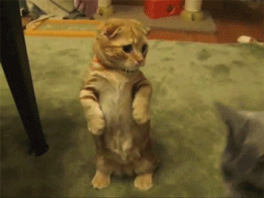 Funny animated animal pictures, funny gifs, gif pictures