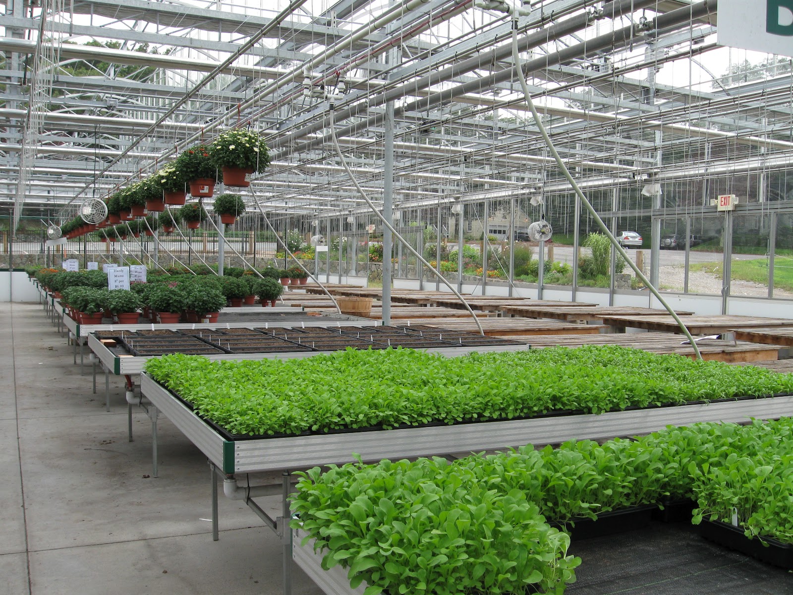 Northsider Sedums In Flower Pots For The Butterflies And Us To Enjoy
