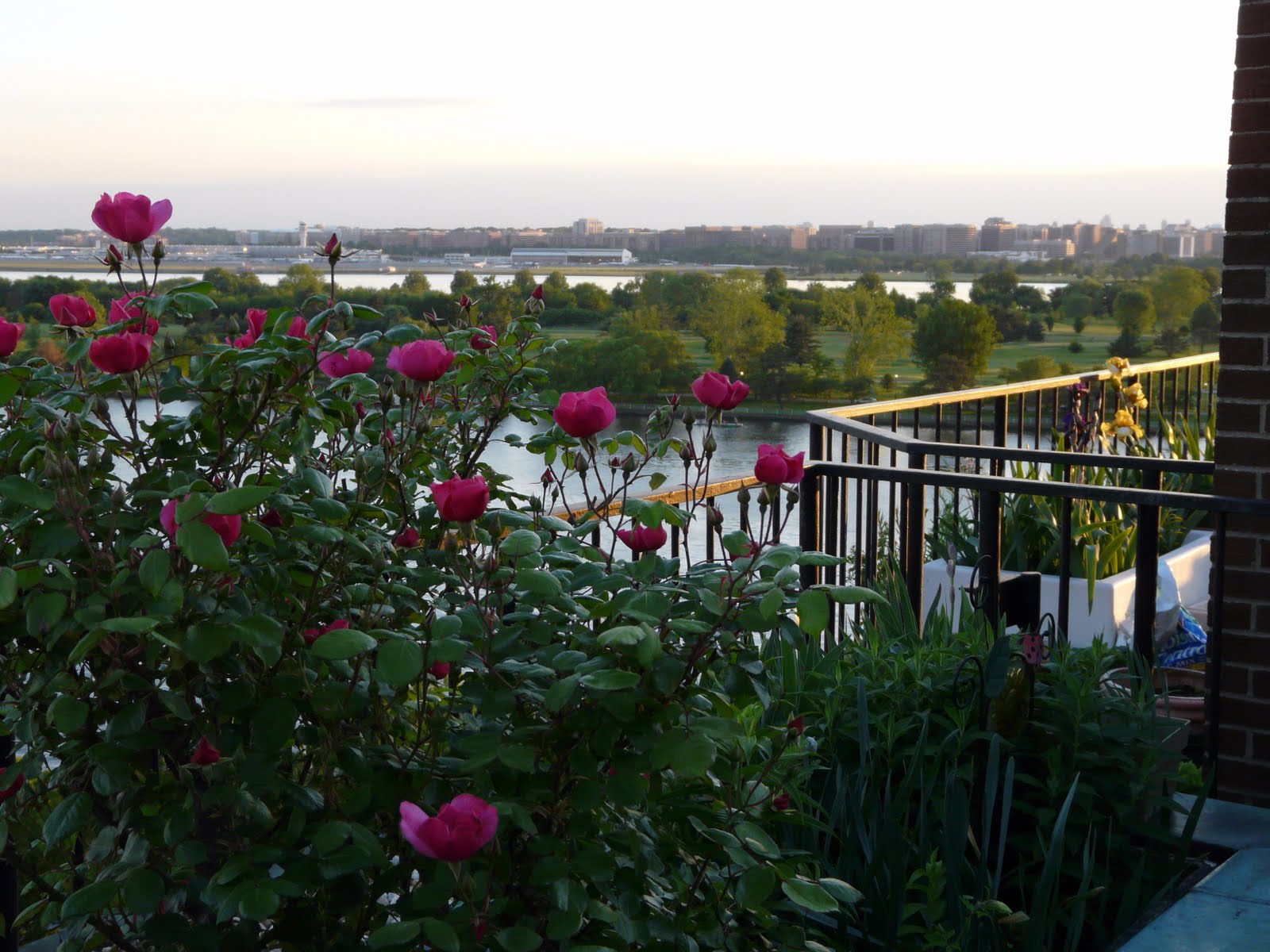 Capitol Hill Garden Club Magical May Walk at Harbour Square