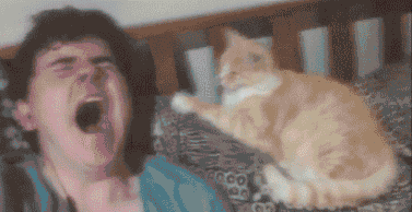 23+ Gif Funny Cat Pics