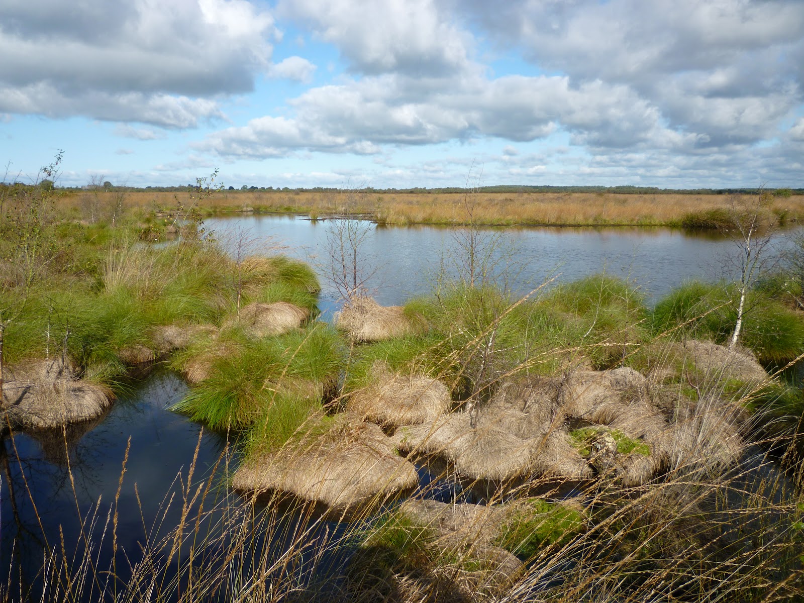 Exmouth Birder Whixall Moss, Shropshire