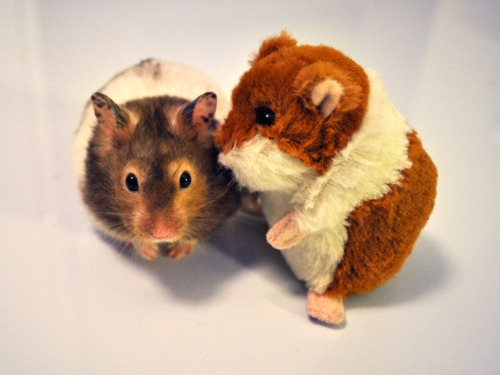 cute pets, adorable pets, animals with stuffed animals