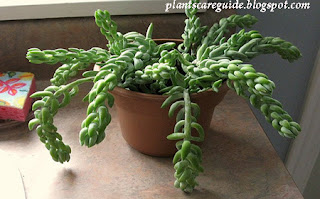 Caring for Jelly Bean Plant