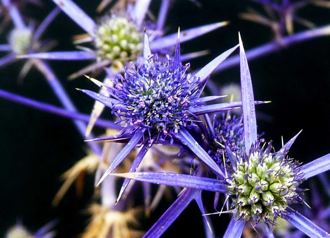 r o b i n 's y a r d Eryngium creticum
