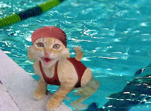 Funny swimming cat