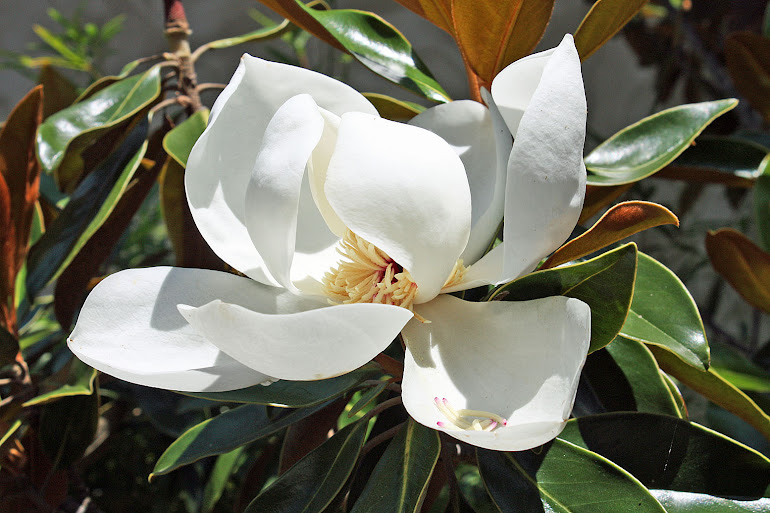 Little Gem Magnolia Blossom at Noon
