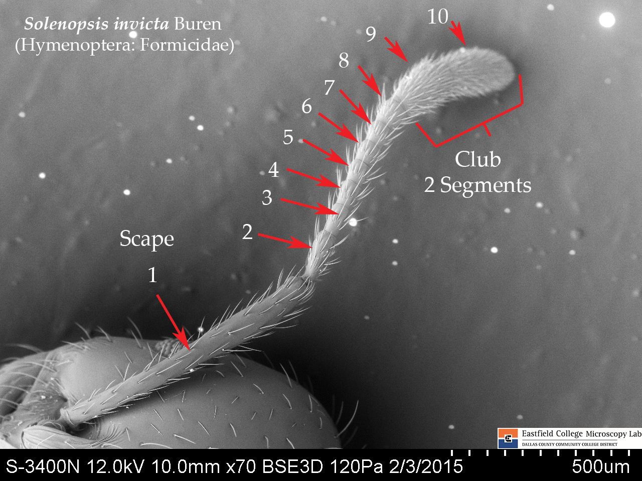 Scanning Electron Microscope Blog May 2015