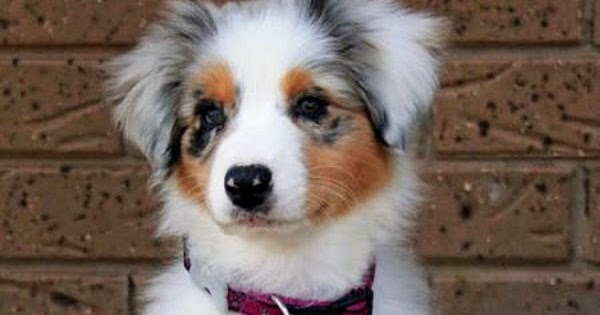 lovely pet 39 s top 10 budget friendly dog breeds budget household expenses