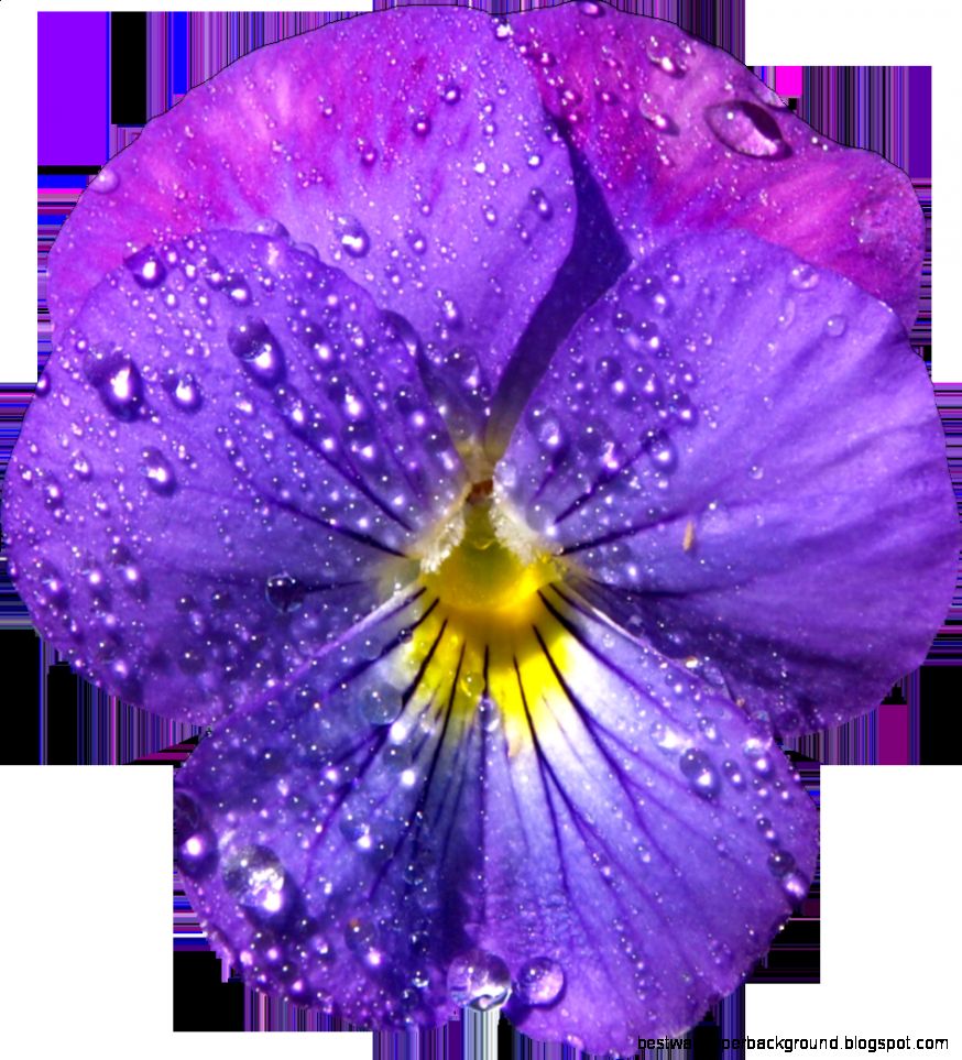 Violet Flower with Dew PNG Clipart Blumen Pinterest Violet Violet Flower with Dew PNG Clipart Blumen Pinterest Violet
