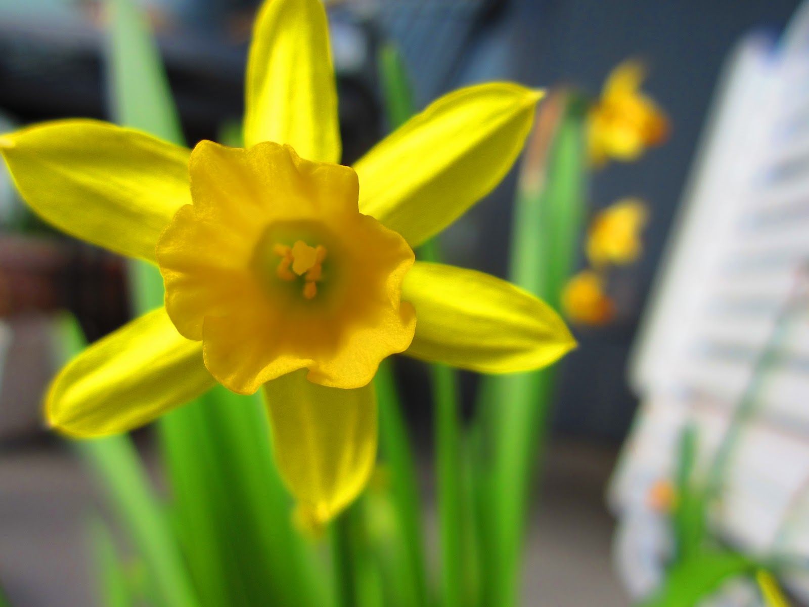 Jessica's wonderful world of plants: Angiosperms flower diagram grain 
