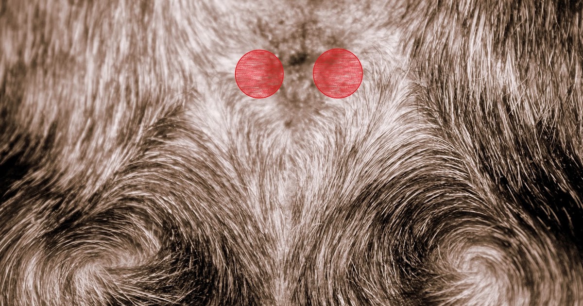 The Pointy Eared Beast How to express a dog's anal glands