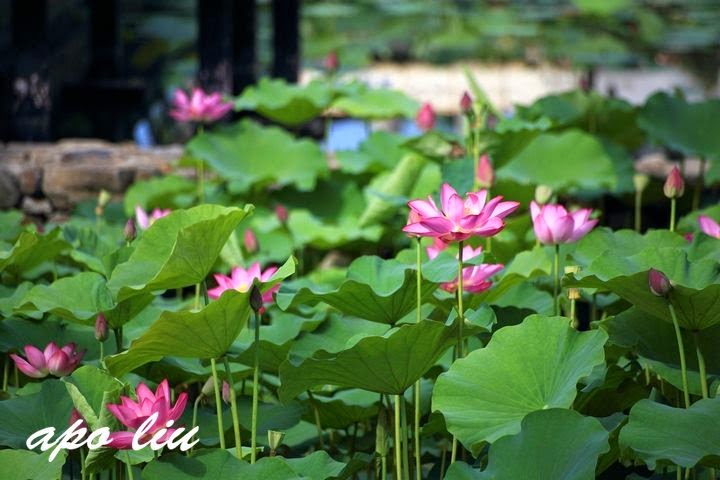 南投景點-中興新村荷花季 南投景點-中興新村荷花季