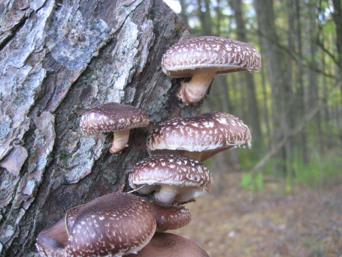 Temperate Climate Permaculture Shiitake Mushrooms