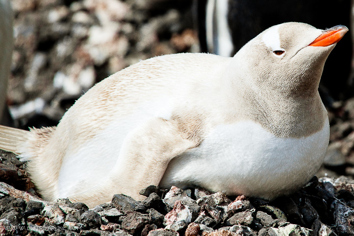 Albino penguins??? | "I don't want to live in a world without penguins!"