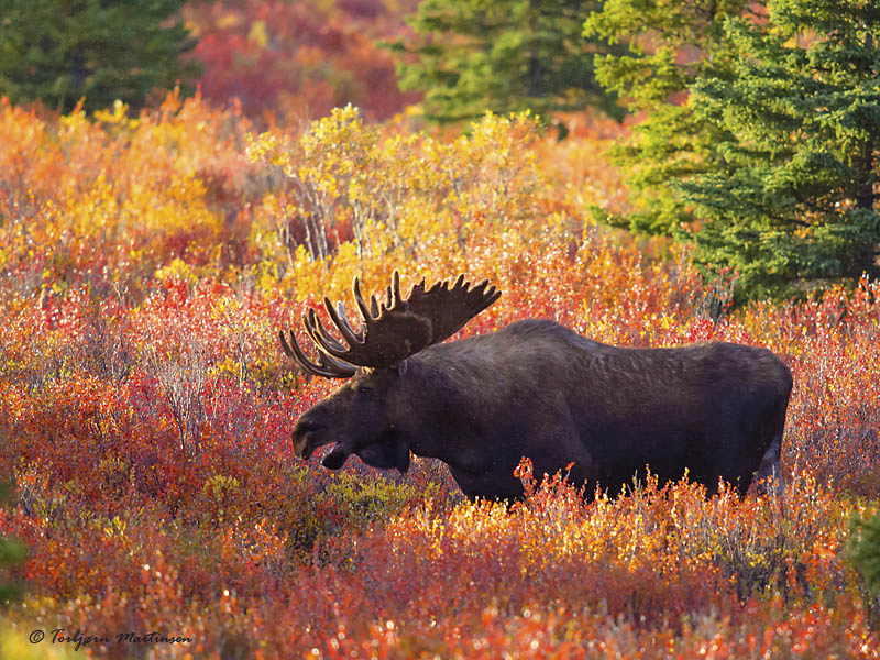 Torbjorn Martinsen Elg i solnedgang