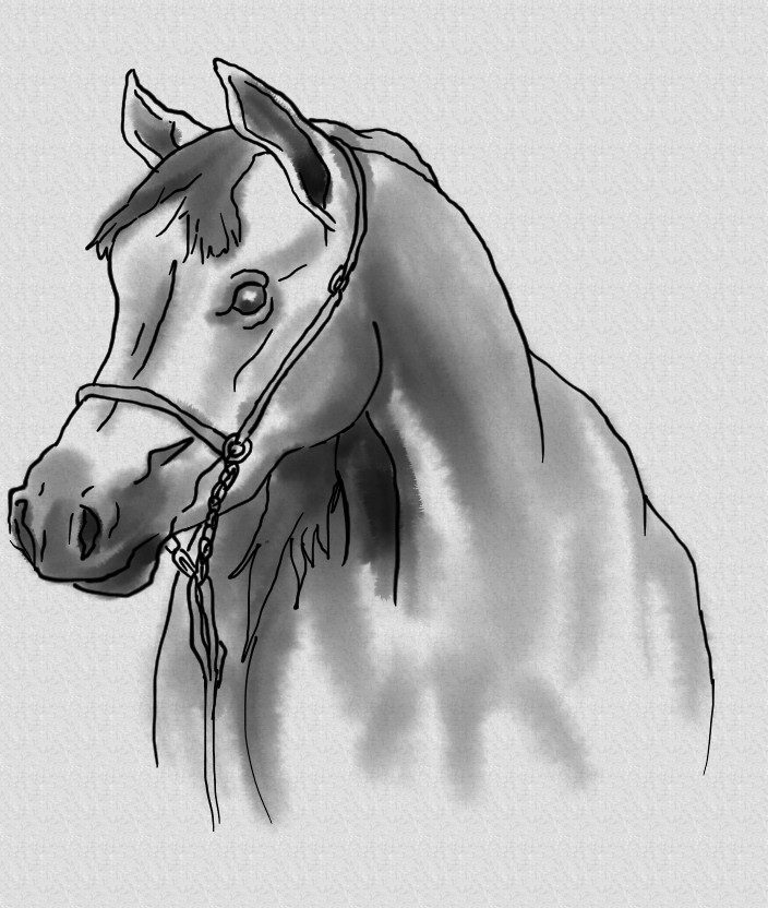 Savanna Williams How to Draw a Horse Head 1 Realistic Arabian
