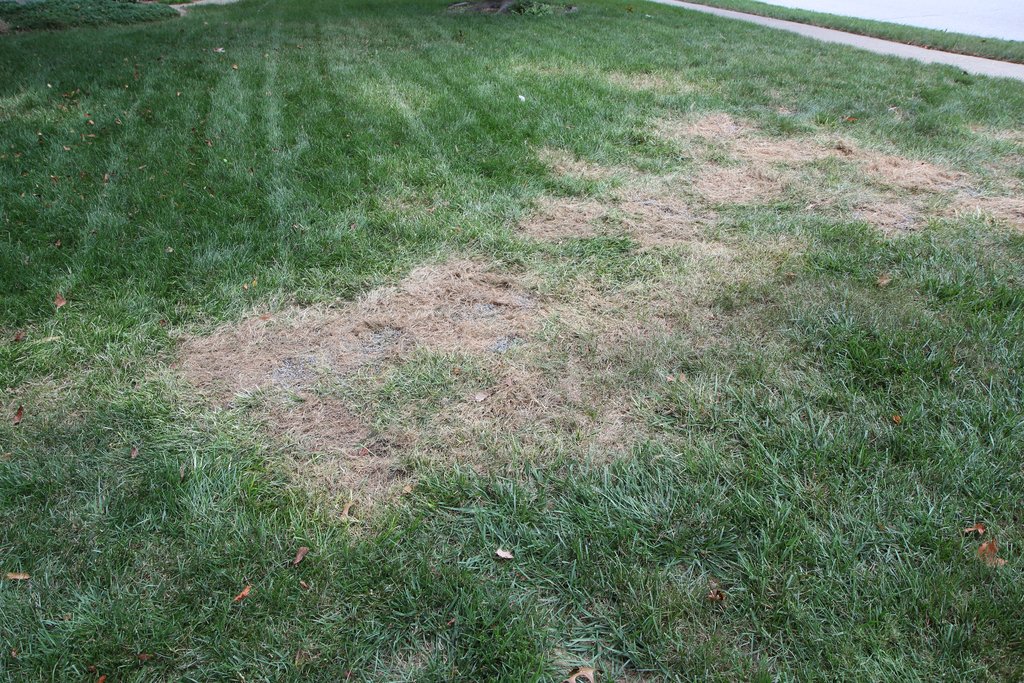When do I put grass seed down?