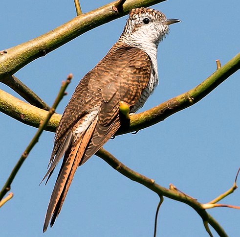 Common Cuckoo in pair